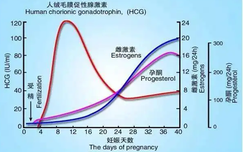 做试管移植14天后HCG值是多少表示怀孕了？