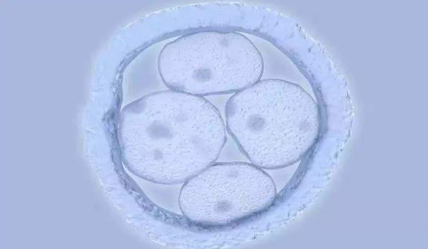 试管婴儿取卵受精后多久形成胚胎?取卵取精后有不结合的情况吗?